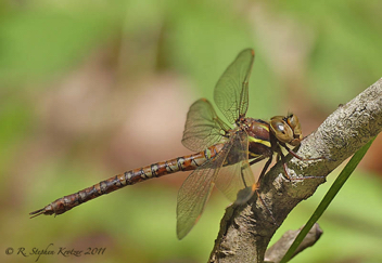 Basiaeschna janata, female